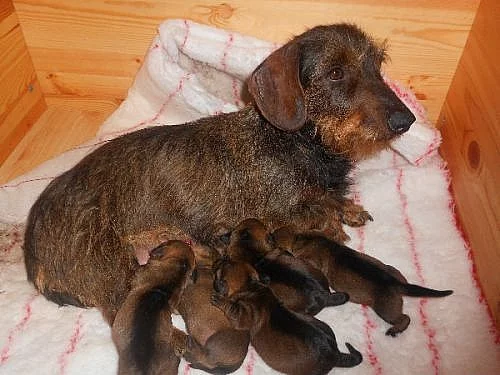 Prodám štěňata jezevčík drsnosrstý standard