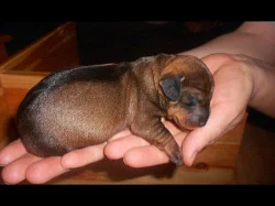 Prodám štěňata jezevčík drsnosrstý standard