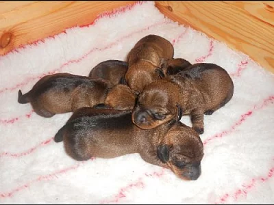 Prodám štěňata jezevčík drsnosrstý standard