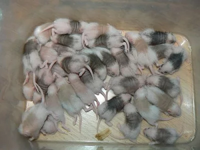 mastomyš - okr.Kolín, 1.5. Praha