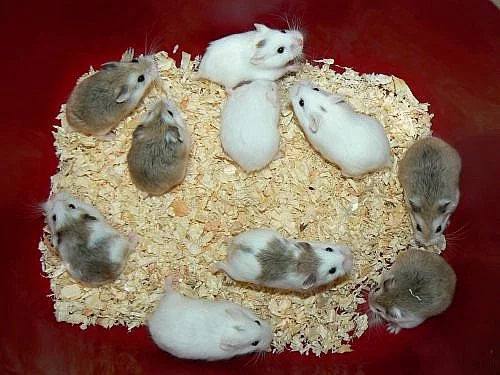 křečík roborovského - bílí,strakatí, white face