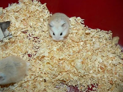 křečík roborovského - bílí,strakatí, white face