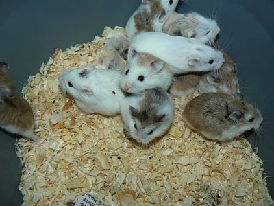 křečík roborovského - bílí,strakatí, white face