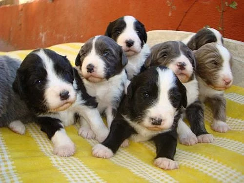 štěňátka Bearded kolie