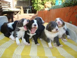 štěňátka Bearded kolie