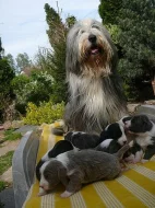 štěňátka Bearded kolie