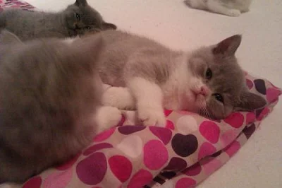 Poslední britský medvídek s PP!!