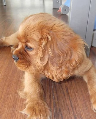 Kavalír King Charles španěl s PP - ruby štěňátko