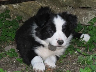 Border kolie štěňata