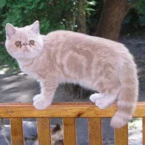 Exotická a perská koťátka