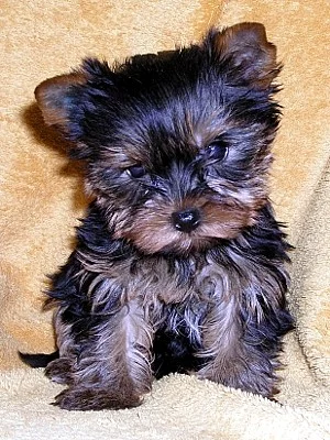 Štěňata jorkšíra