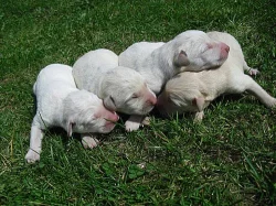 Štěňata labradorského retrívra kříženého s vlčákem