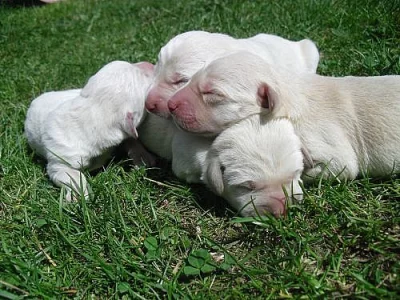 Štěňata labradorského retrívra kříženého s vlčákem