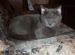 Modrý britský kocourek