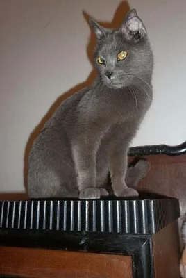 Modrý britský kocourek