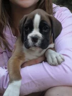 Boxer - zlatá štěňata