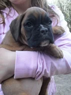 Boxer - zlatá štěňata