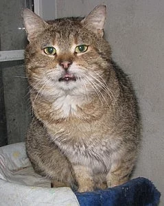 Kocourek Garfield