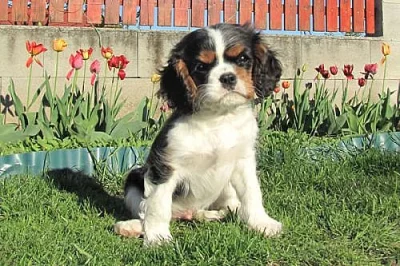 Cavalier King Charles spaniel s PP kavalír