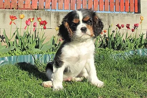 Cavalier King Charles spaniel s PP kavalír