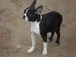 Bostonský terier - pejsek s pp