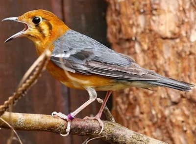 Drozd oranžovohlavý