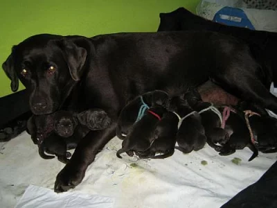 čokoládové štěně labradora s PP