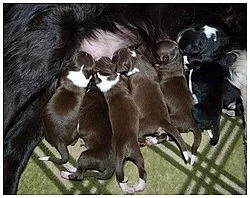 Border collie-štěnata