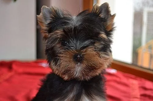 Yorkshire terrier