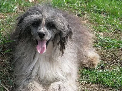 čínský chocholatý pes labutěnka