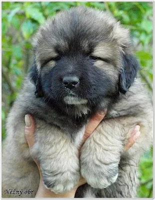Kavkazský pastevecký pes