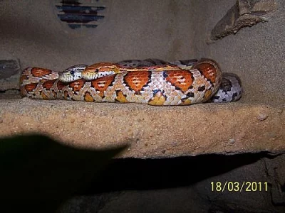 Elaphe guttata