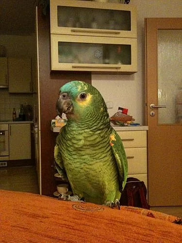 Prodáme papouška