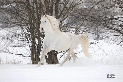 Favory III Ticiána-26