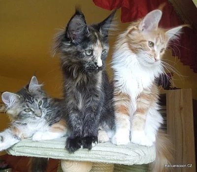 Mainská mývalí koťátka s PP