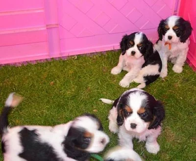 Štěňata Kavalír king charles španiel