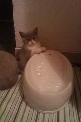 !!Poslední britský medvídek s PP za super cenu!!