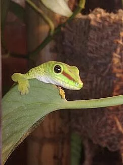 Felzuma madagaskarská grandis