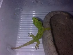 Felzuma madagaskarská grandis