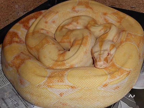SHARP ALBINO