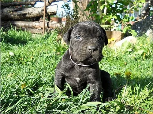 Bandog a PP