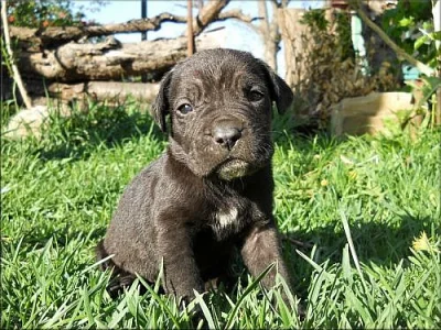 Bandog a PP