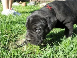 Bandog a PP