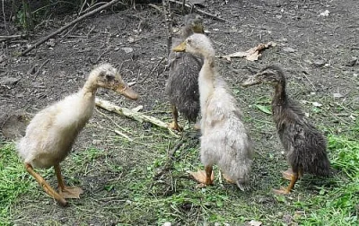 Indický běžec