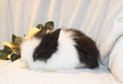 Teddy králíčci