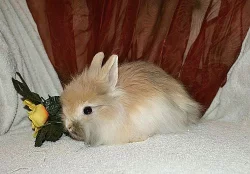 Teddy králíčci