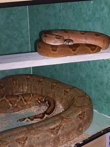 Pár hroznýšů královských Boa constrictor