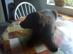 FLAT  COATED  RETRIEVER