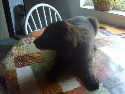 FLAT  COATED  RETRIEVER