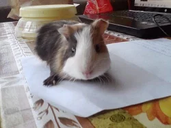 Poslední morčátko!!!